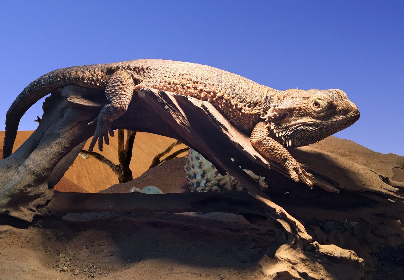 Why are bearded dragons expensive?