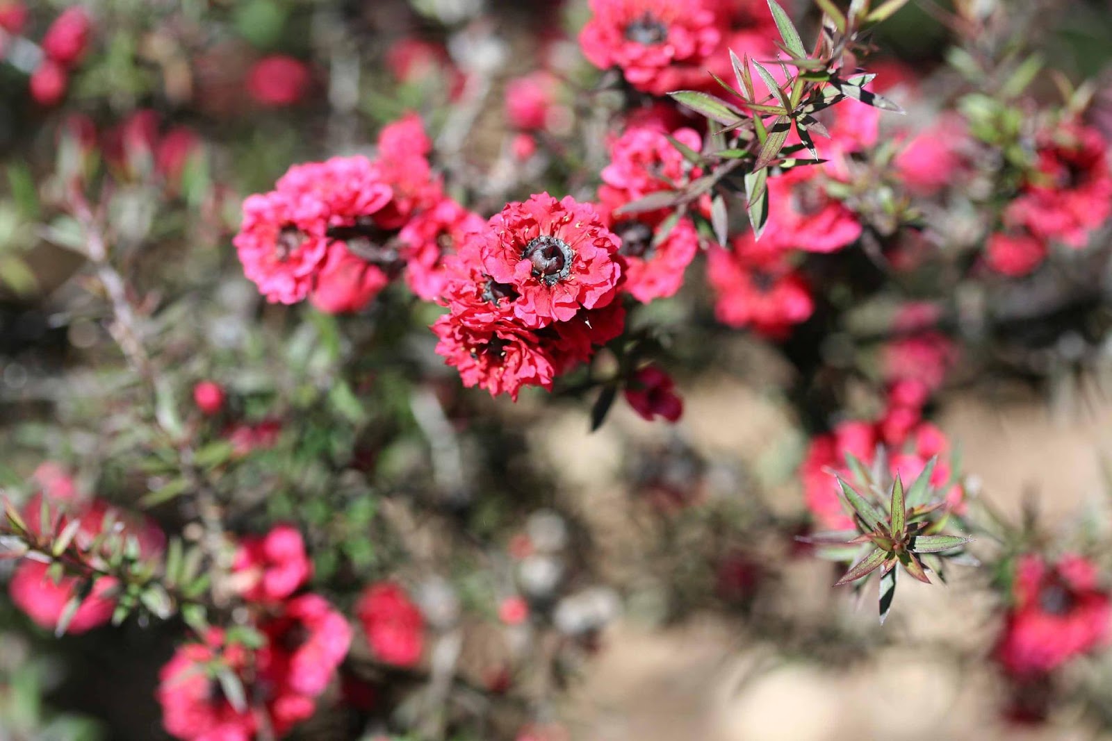 Manuka honey flowers