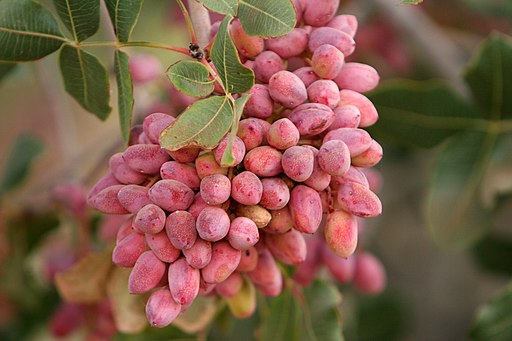 Pistachios farming is expensive