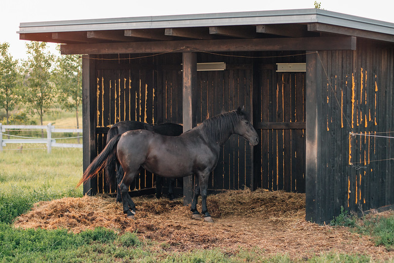 Cost of owning a horse