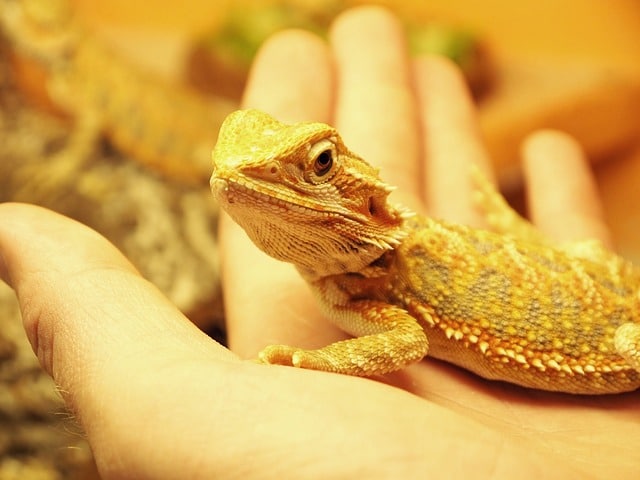 Why are bearded Dragons Expensive?
