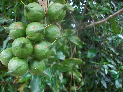macadamia nuts tree